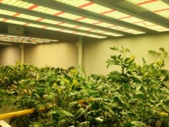 LED植物生长灯支持室内种植番茄