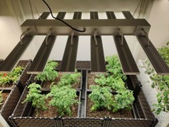 植物补光灯如何在蔬菜大棚种植？