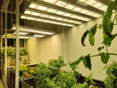 光强对植物作用有哪些影响？