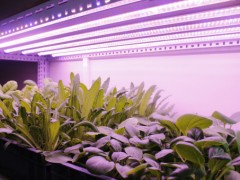 红蓝光谱植物灯对植物生长有什么不同？