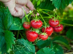 大棚草莓使用植物补光灯的好处