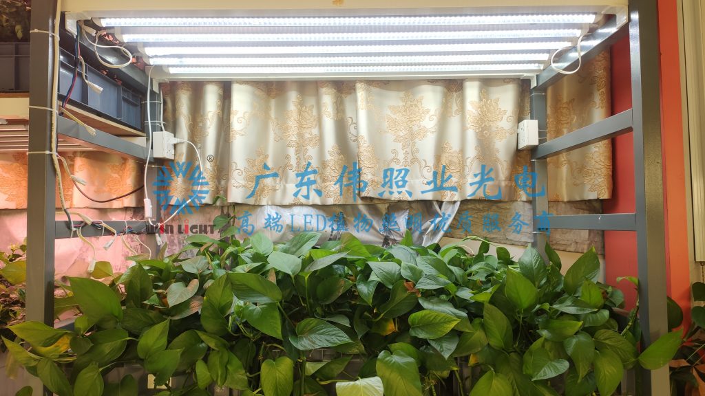 LED植物灯