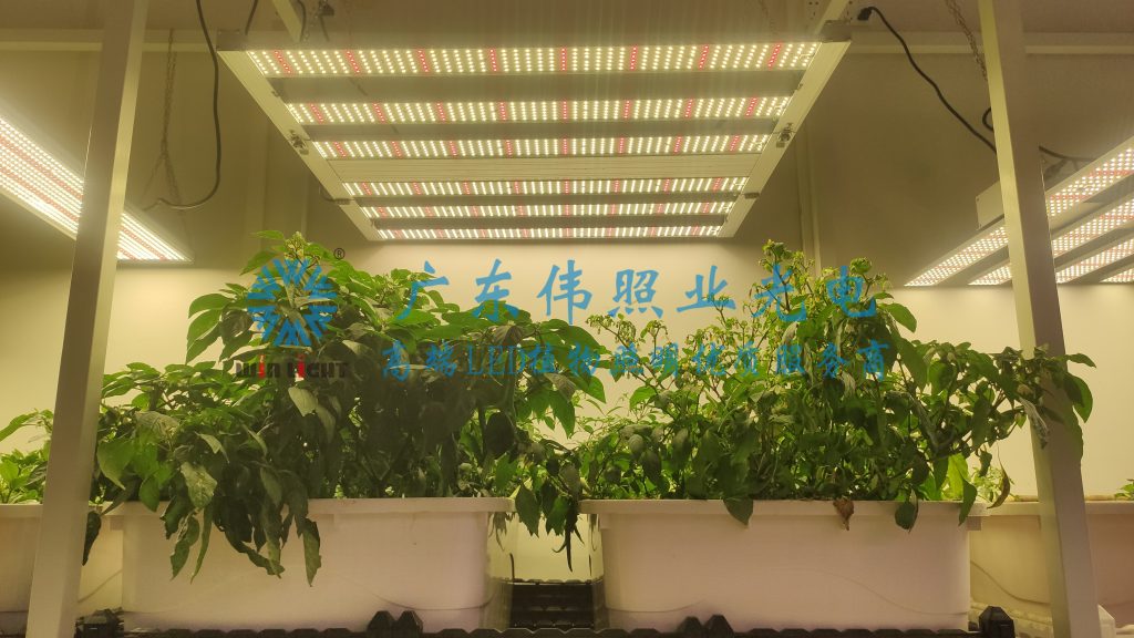 植物灯补充光照