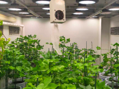 设施农业LED植物照明的市场规模