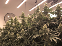 植物生长灯工业大麻室内培育案例