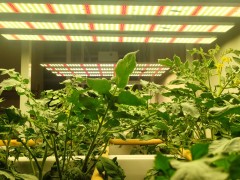 led植物生长灯里含有什么光谱成份