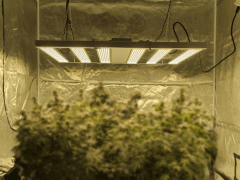 工业大麻补光适用的植物补光灯