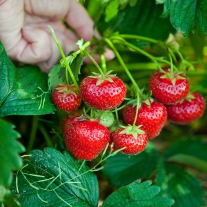 大棚草莓使用植物补光灯的好处